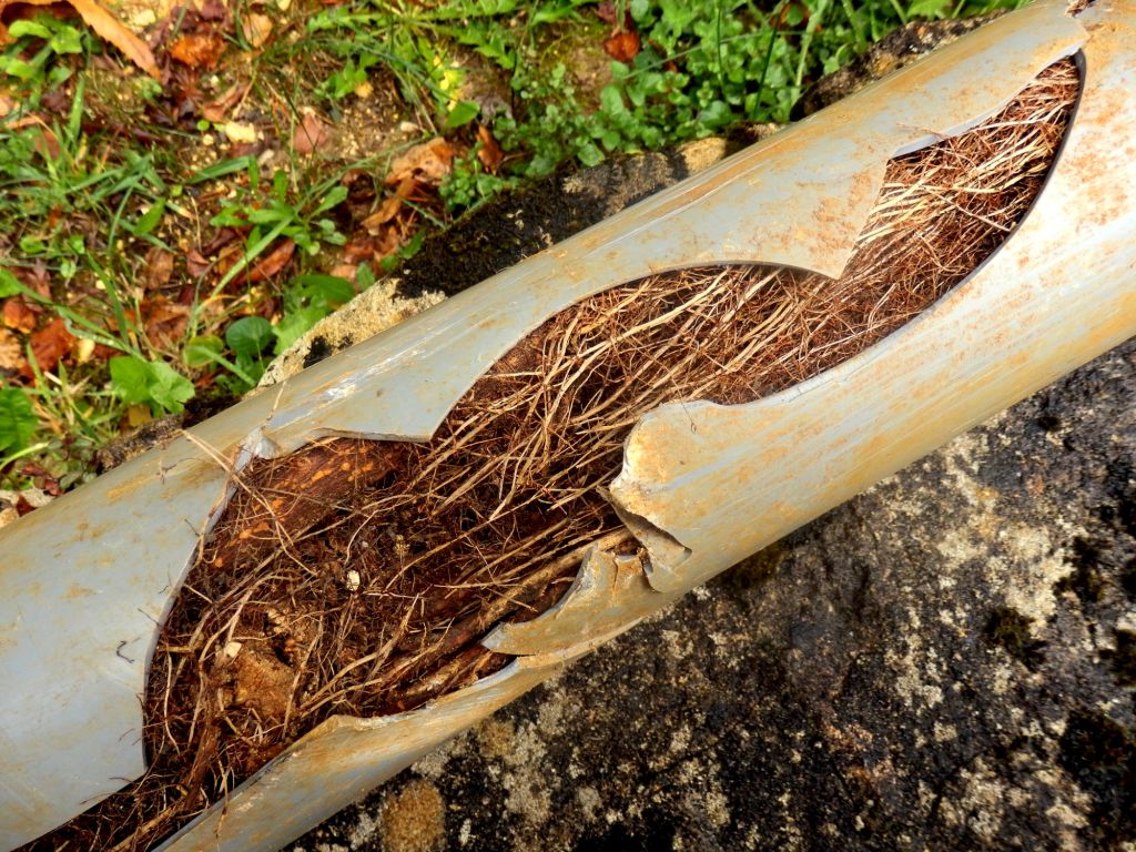 Canalisation en PVC obstruée par des racines